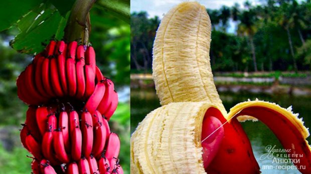 Бананы. Польза и Вред. Как выбрать бананы. Как хранить.